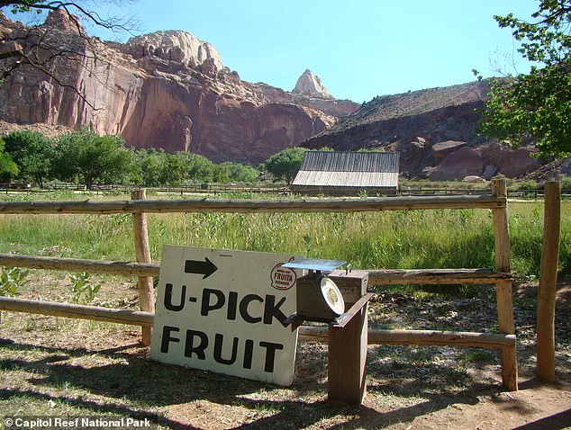 Capitol Reef National Park's Fruit Trees Fail to Bear Fruit, Disappointing Visitors and Raising Questions About Government Management