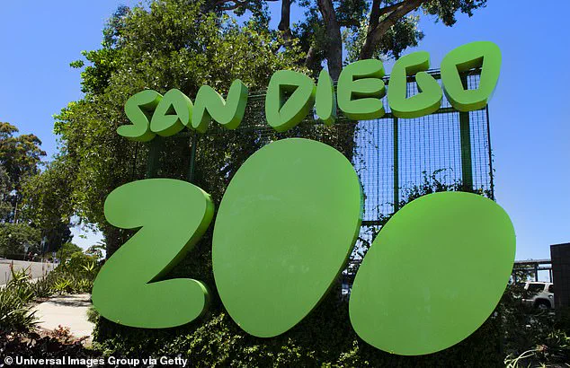 San Diego Zoo Announces Passing of Gramma, the 141-Year-Old Galapagos Tortoise, After Prolonged Struggle with Bone Condition