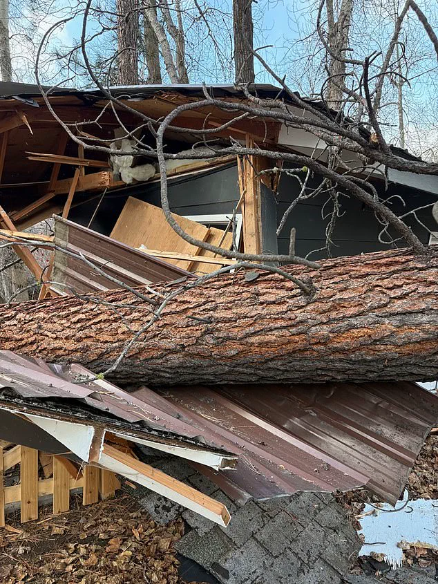 The Silent Witnesses: How Nature Endures Human Impact