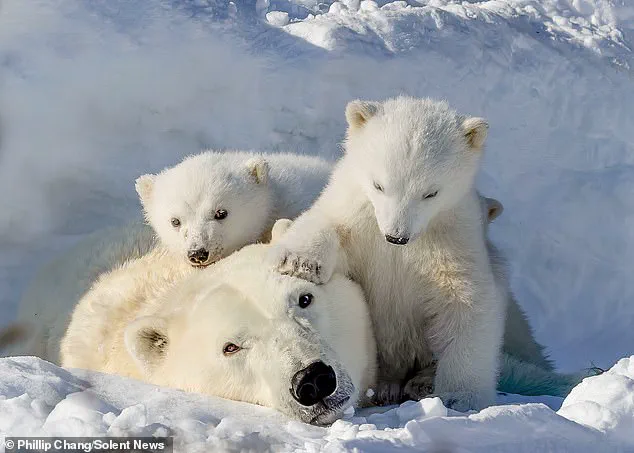 Rare Polar Bear Moment in Churchill Highlights Growing Environmental Risks to Northern Communities