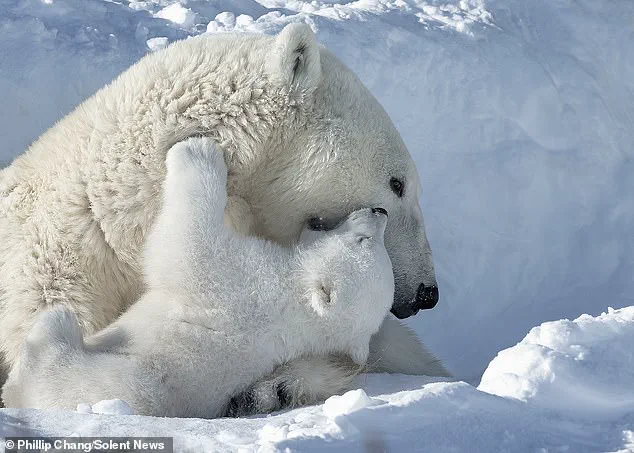 Rare Polar Bear Moment in Churchill Highlights Growing Environmental Risks to Northern Communities