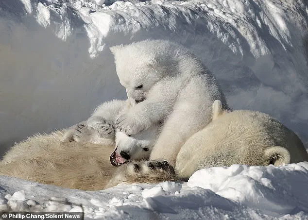 Rare Polar Bear Moment in Churchill Highlights Growing Environmental Risks to Northern Communities