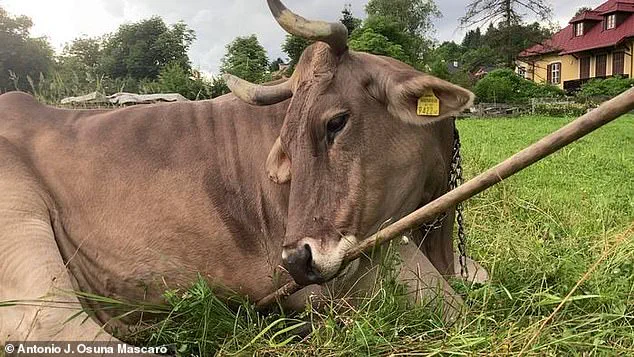 Exclusive Revelation: Veronika the Cow's Tool-Using Ability Challenges Assumptions on Livestock Intelligence