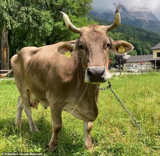 Exclusive Revelation: Veronika the Cow's Tool-Using Ability Challenges Assumptions on Livestock Intelligence