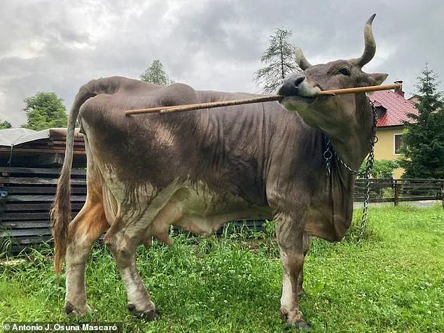 Exclusive Revelation: Veronika the Cow's Tool-Using Ability Challenges Assumptions on Livestock Intelligence