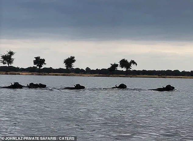 Buffalo and Crocodile Encounter in Zambia's Lower Zambezi River Highlights Survival Struggles in the Wild