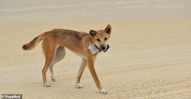 Discovery of Piper James' Body on K'gari Island Sparks Safety Concerns Over Dingoes
