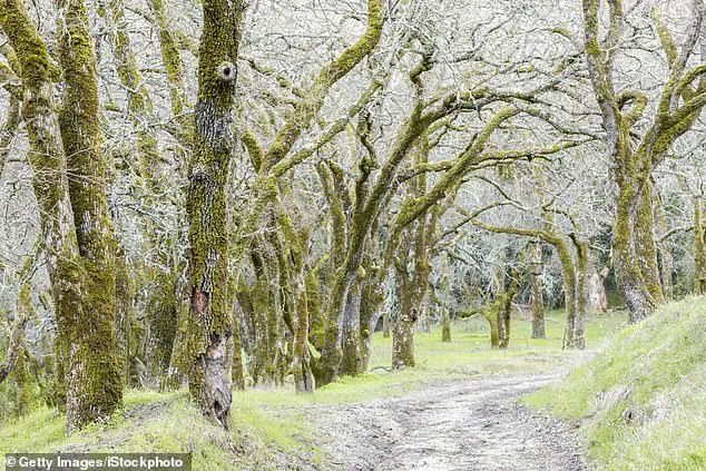 Health Officials Issue Urgent Advisories Amid Deadly Mushroom Outbreak in Northern California