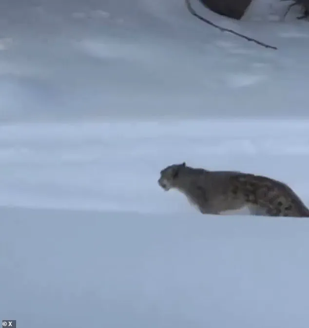 The Chilling Selfie: A Tourist's Fatal Encounter with a Snow Leopard in China's Keketuohai Geopark
