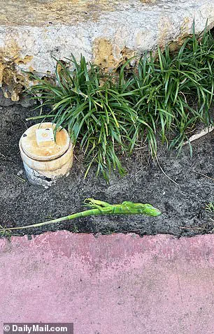 Cold Snap Triggers Torpor in South Florida Iguanas, Causing Mass Falls from Trees