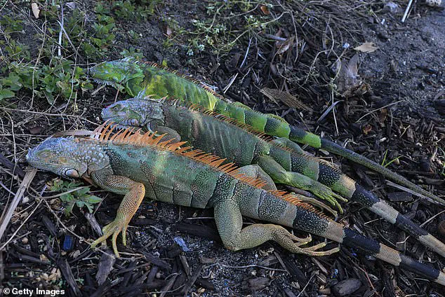 Cold Snap Triggers Torpor in South Florida Iguanas, Causing Mass Falls from Trees