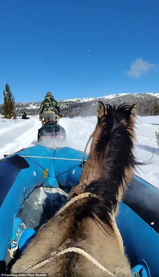 Miraculous Survival: Lone Horse Survives Seven Months in the Wild