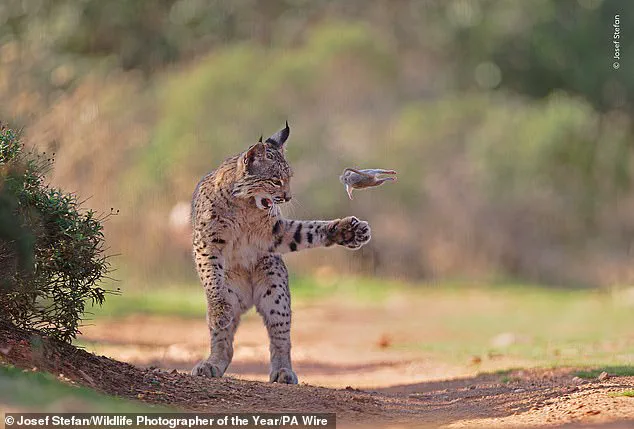 Wildlife Photographer of the Year Finalists Reveal Nature's Resilience and Fragile Beauty