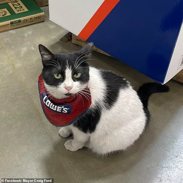 Beloved Lowe's 'Employee' Mama Cat Fired, Sparking Community Outcry