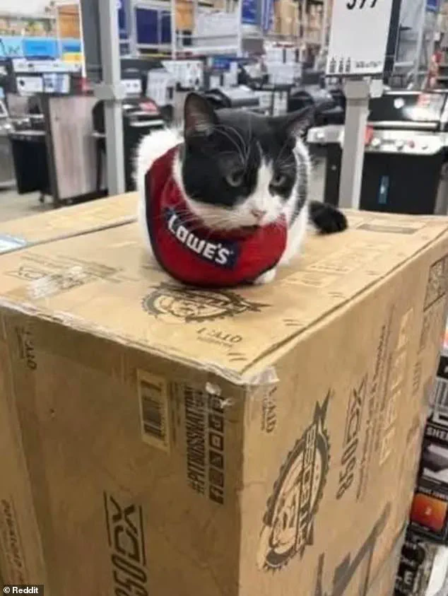 Beloved Lowe's 'Employee' Mama Cat Fired, Sparking Community Outcry