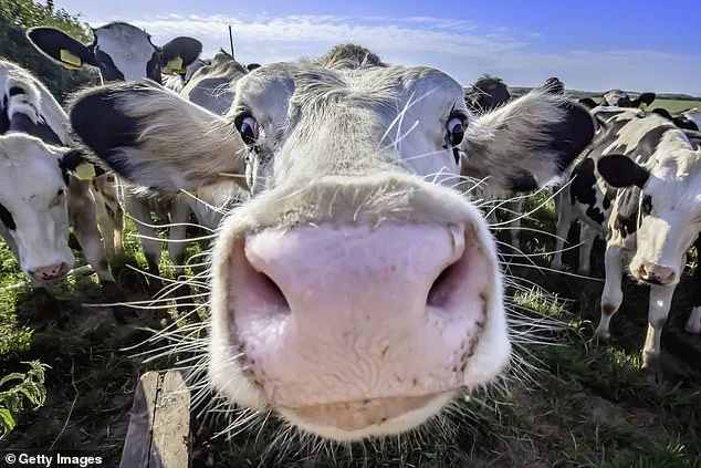 Dramatic Rescue as Man Trapped by Enraged Cow on Isle of Wight
