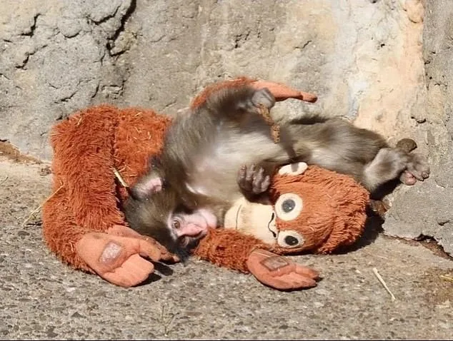 From Rejection to Rescue: Baby Macaque Punch's Journey Captivates the World