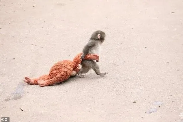 From Rejection to Rescue: Baby Macaque Punch's Journey Captivates the World
