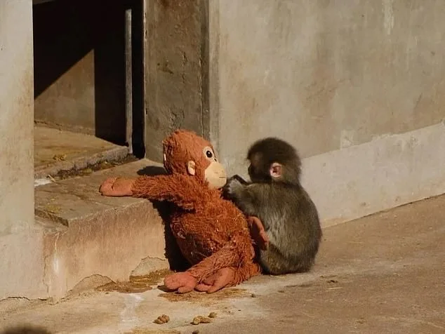 From Rejection to Rescue: Baby Macaque Punch's Journey Captivates the World