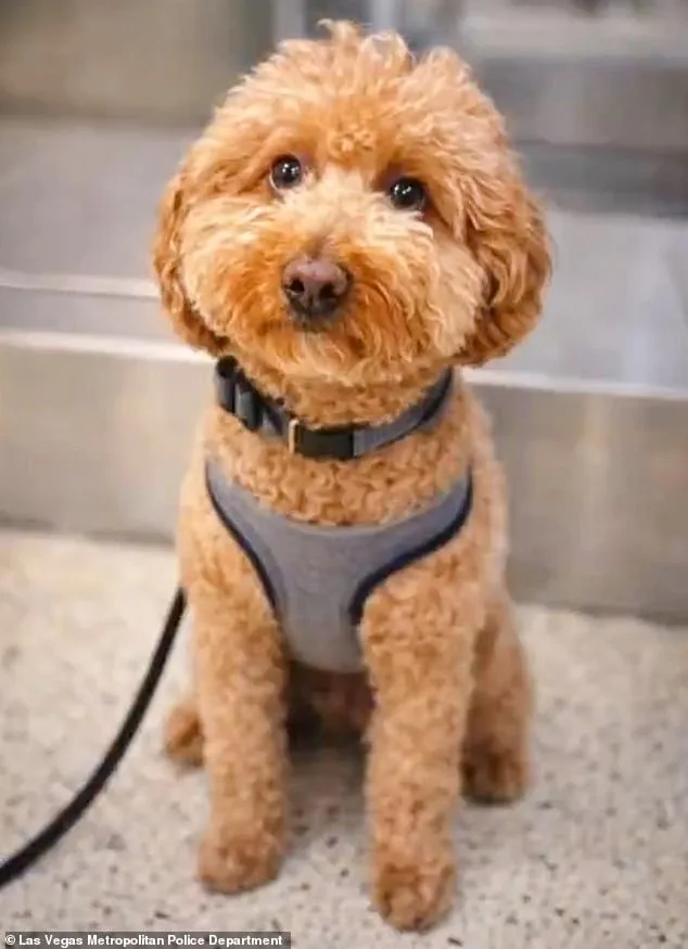 Woman arrested for abandoning puppy at Nevada airport after service animal dispute, faces animal abandonment charges