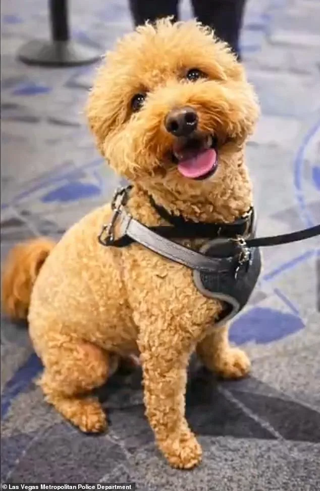 Woman arrested for abandoning puppy at Nevada airport after service animal dispute, faces animal abandonment charges