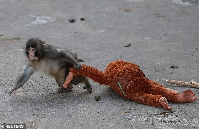 Punch the Japanese Macaque: A Viral Sensation's Journey from Abandonment to Global Sympathy