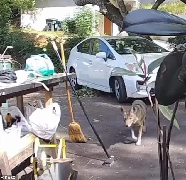 Three-Year-Old's Terrifying Encounter with Coyote Shocks Pasadena Neighborhood