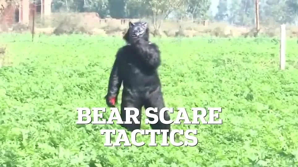 Desperate Farmers in India Use Bear Costumes to Deter Monkeys Raiding Crops