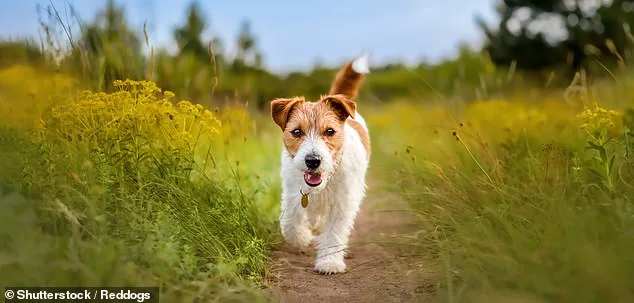 Essex Teenager Killed by Pet Dog: Reigniting Dog Breed Debate