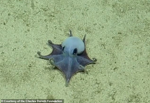 Scientists Discover Tiny Blue Octopus New Species in Galápagos Depths