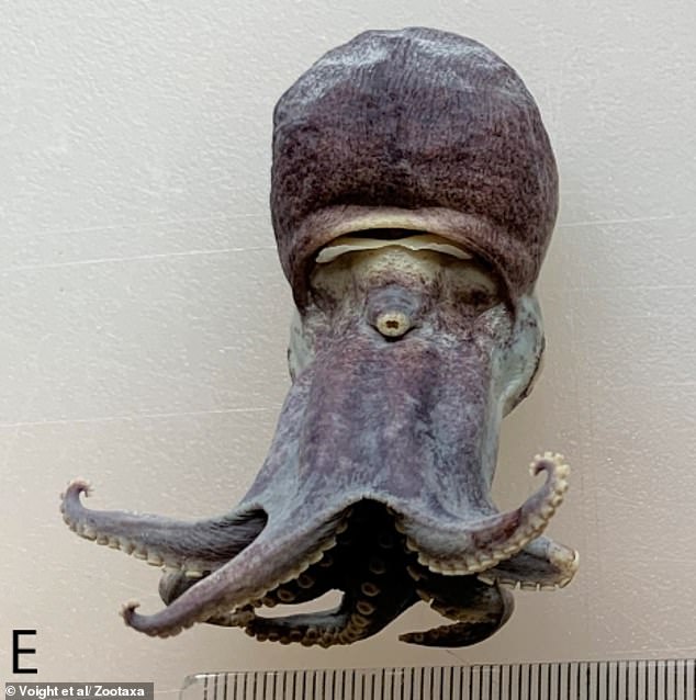 Scientists Discover Tiny Blue Octopus New Species in Galápagos Depths
