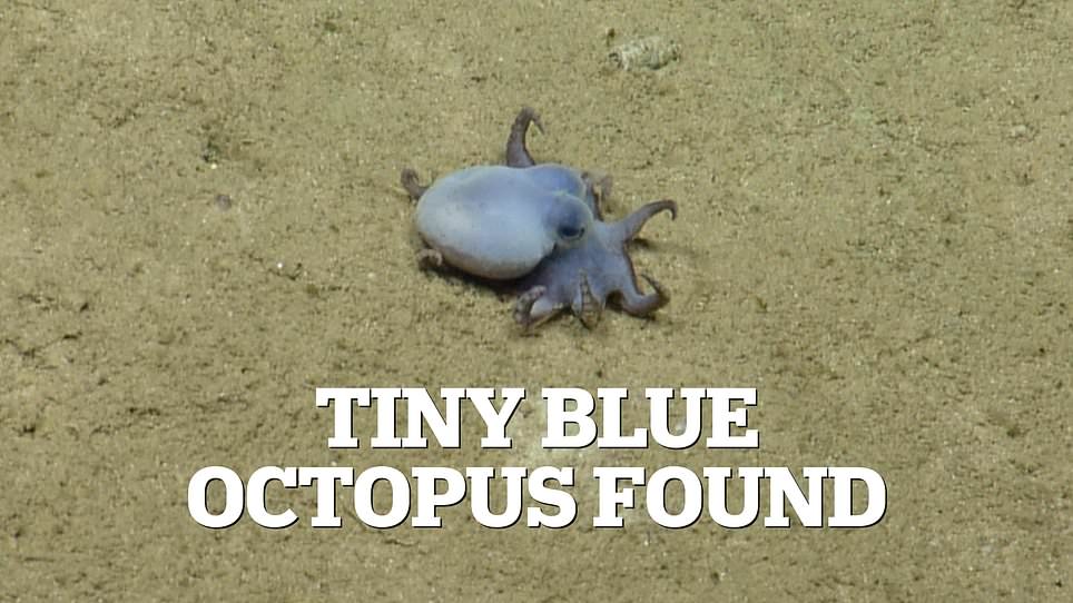 Scientists Discover Tiny Blue Octopus New Species in Galápagos Depths