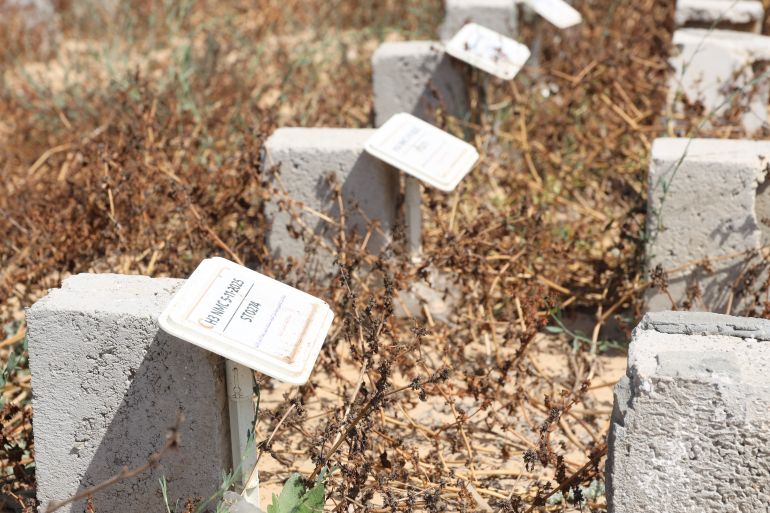 Gaza widow tends grave of missing husband amid war uncertainty.