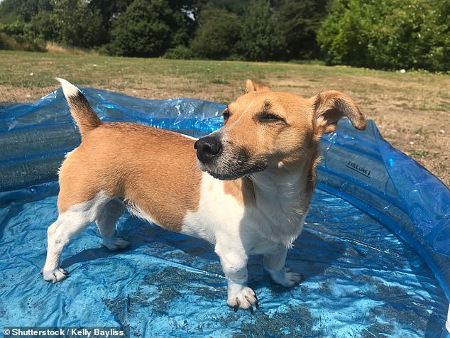 UK Pet Owners Warned of Fatal Heat Risks This Weekend